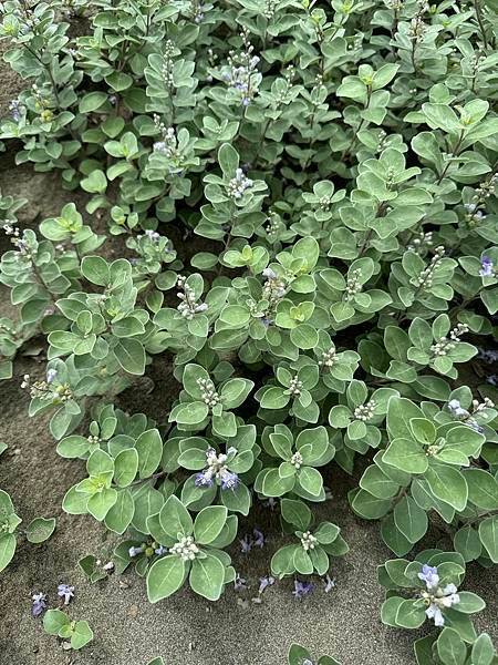 草漯沙丘地質公園