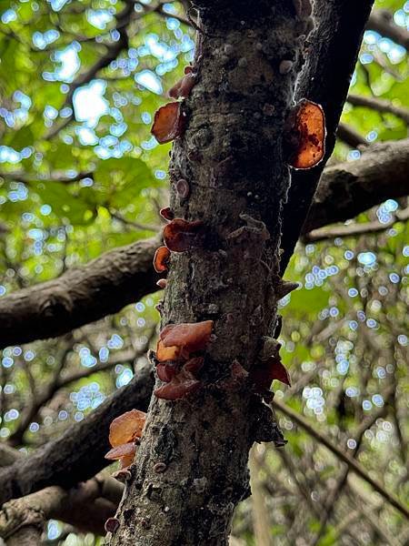 草漯沙丘地質公園