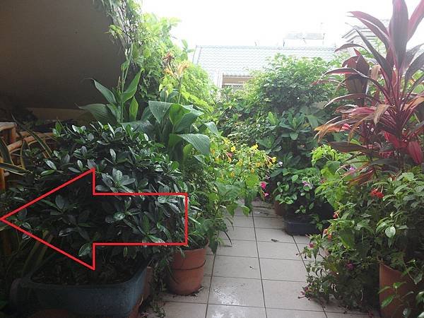 暴風雨時如何防止透天屋頂排水孔被落葉雜物遮蔽堵塞造成積水
