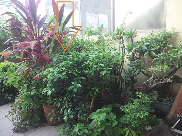 暴風雨時如何防止透天屋頂排水孔被落葉雜物遮蔽堵塞造成積水