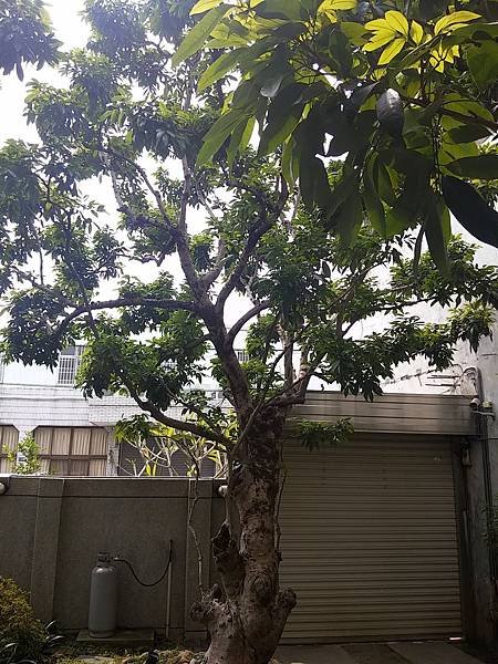 s20150321_113727.JPG