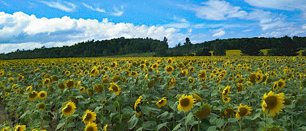 Takikawa-Sunflower-2.gif