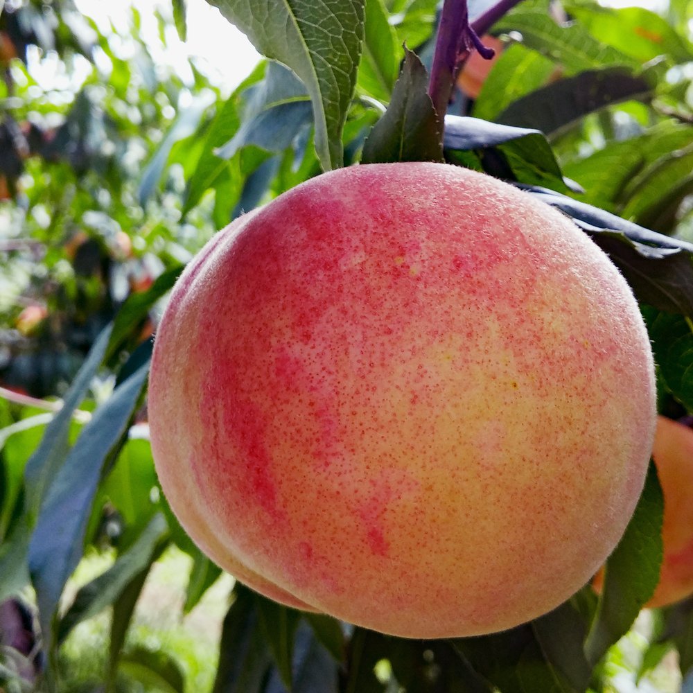 Yamamoto-Fruit-Picking-Hokkaido.jpg