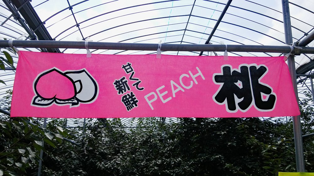 Yamamoto-Fruit-Picking-Hokkaido-2.jpg