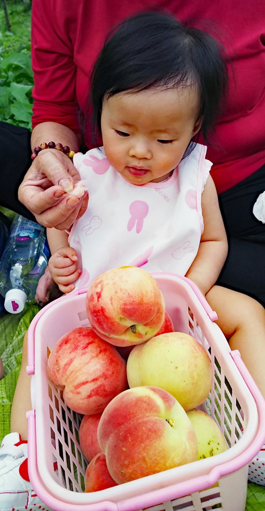 Yamamoto-Fruit-Picking-Hokkaido-4.jpg