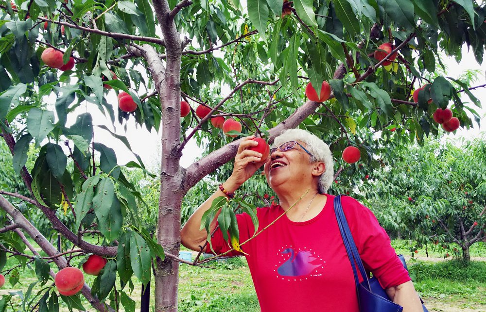 Yamamoto-Fruit-Picking-Hokkaido-3.jpg