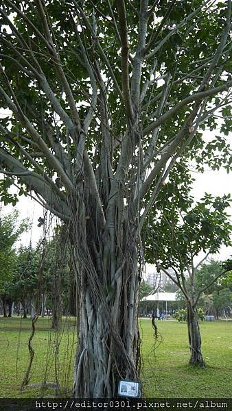 孟加拉榕14.JPG