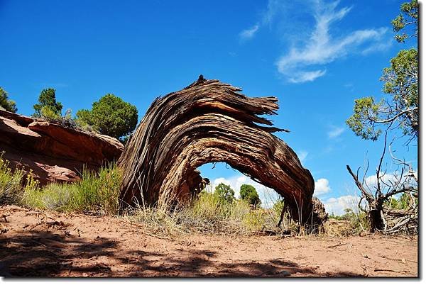 Juniper at Canyon Rim Trail 1