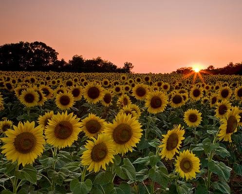 sunflower18.JPG