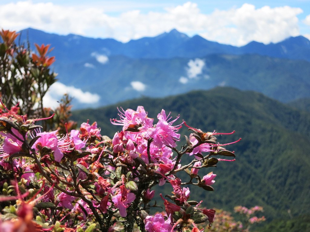 桃山上的杜鵑花開~七月份的第一篇。