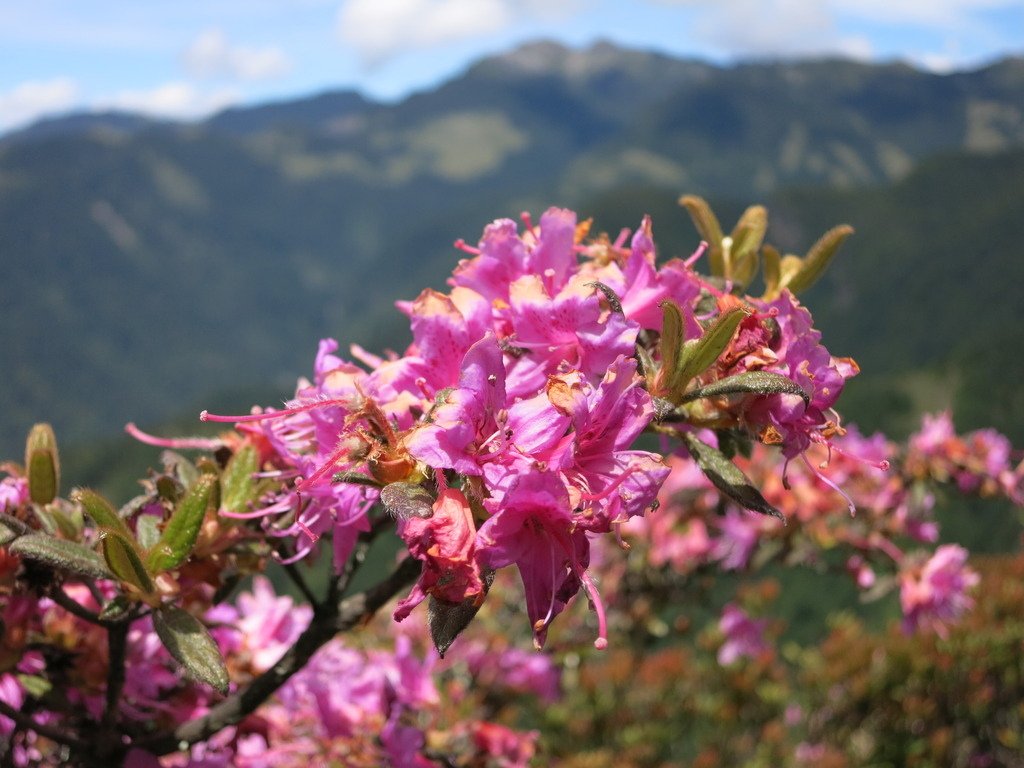 桃山上的杜鵑花開~七月份的第一篇。