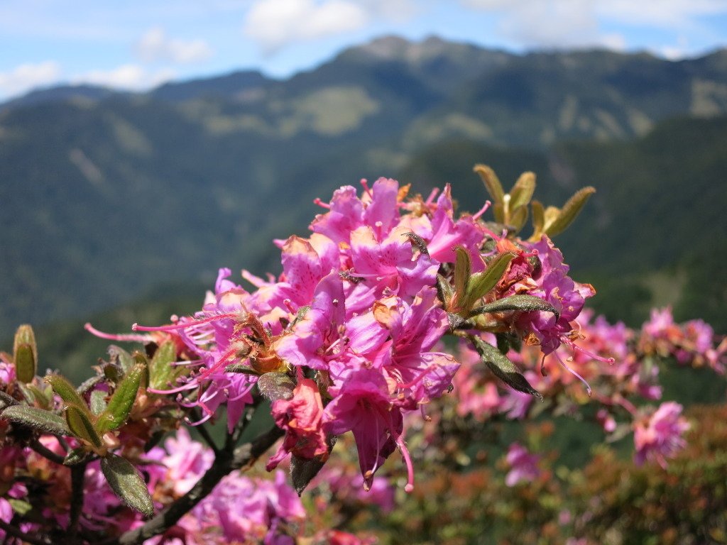 桃山上的杜鵑花開~七月份的第一篇。