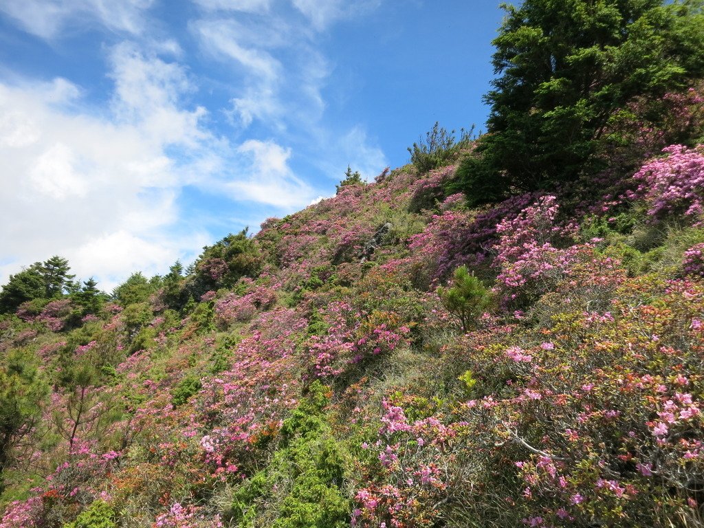 桃山上的杜鵑花開~七月份的第一篇。