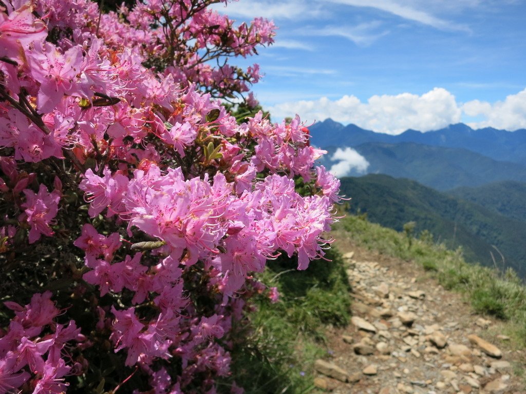 桃山上的杜鵑花開~七月份的第一篇。