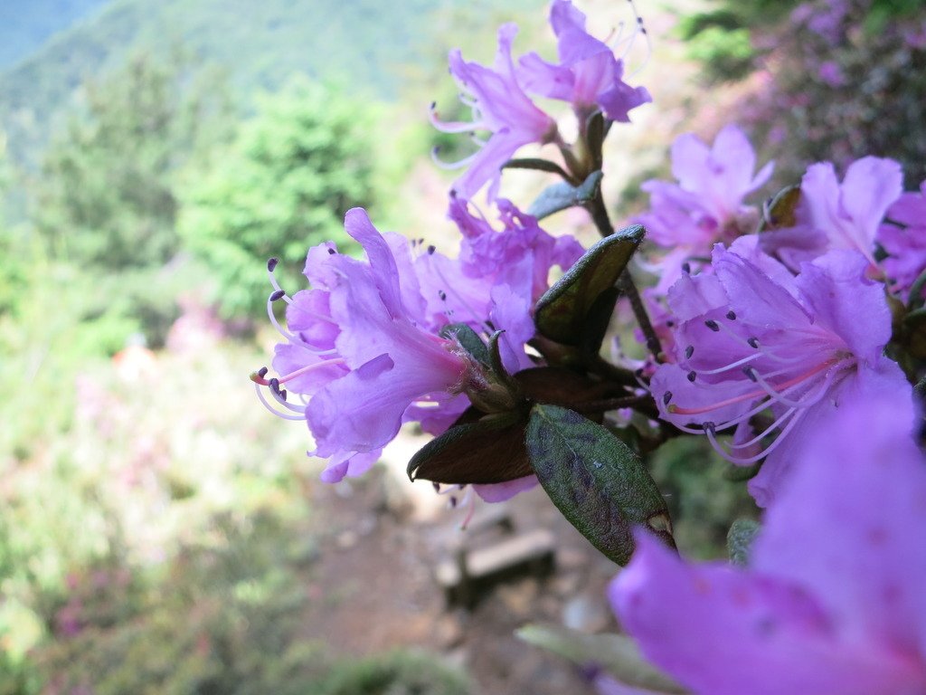 桃山上的杜鵑花開~七月份的第一篇。