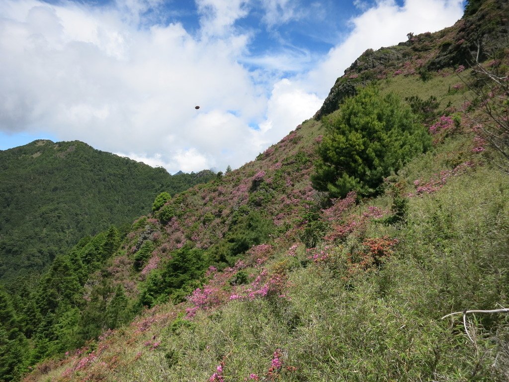 桃山上的杜鵑花開~七月份的第一篇。