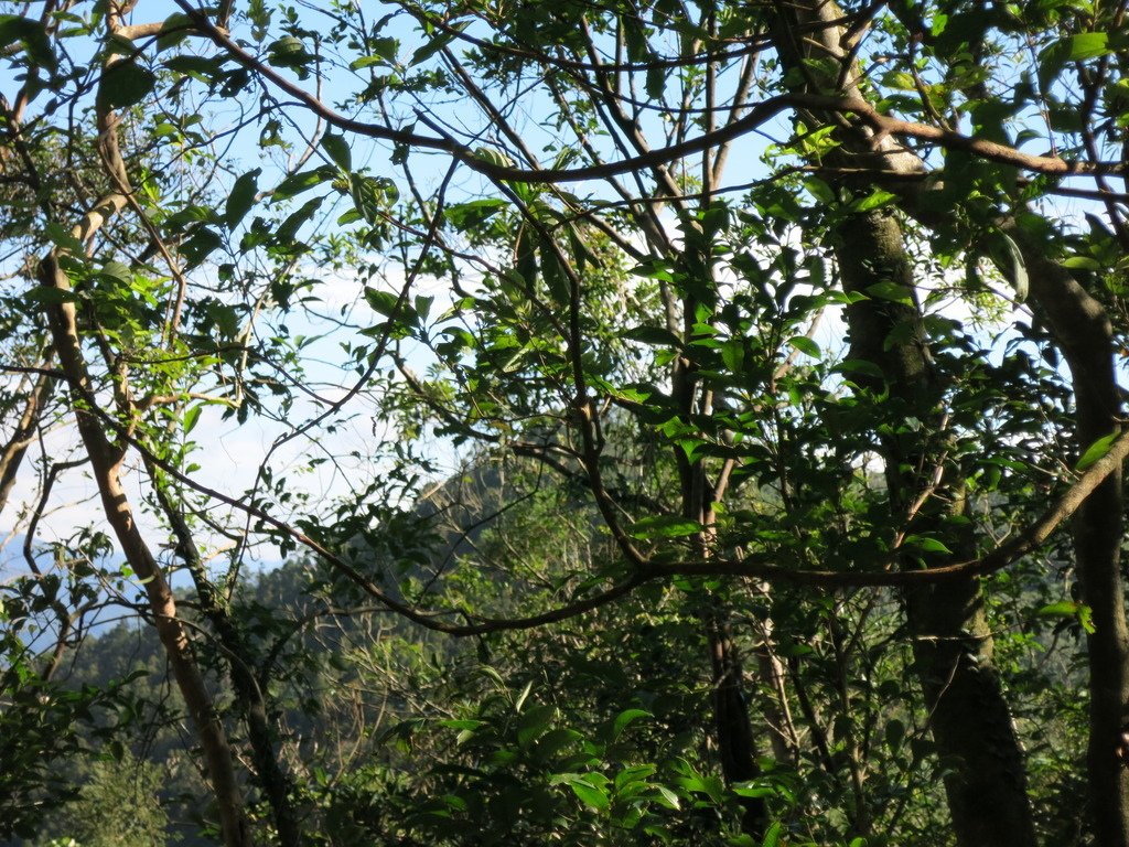 1041222新店大粗坑山、猴洞崙、坑內山、翡翠谷山連走~尋