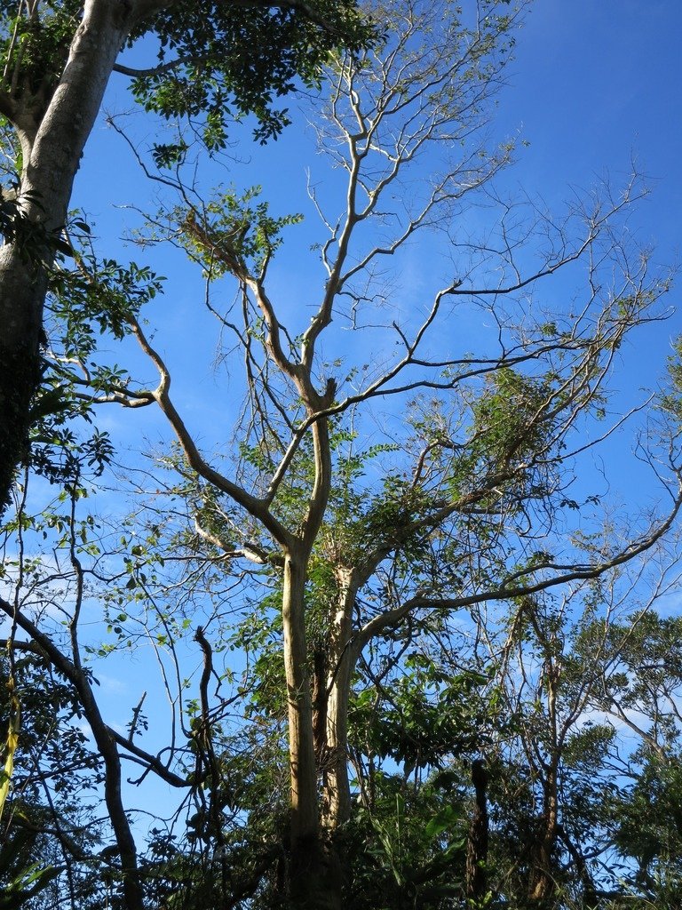 1041222新店大粗坑山、猴洞崙、坑內山、翡翠谷山連走~尋