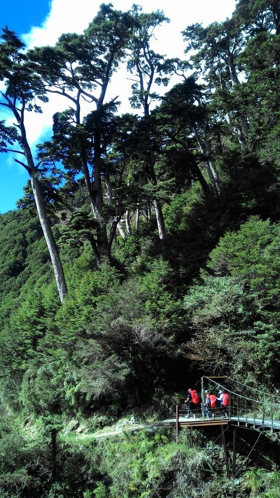 能高越古道~樹影。