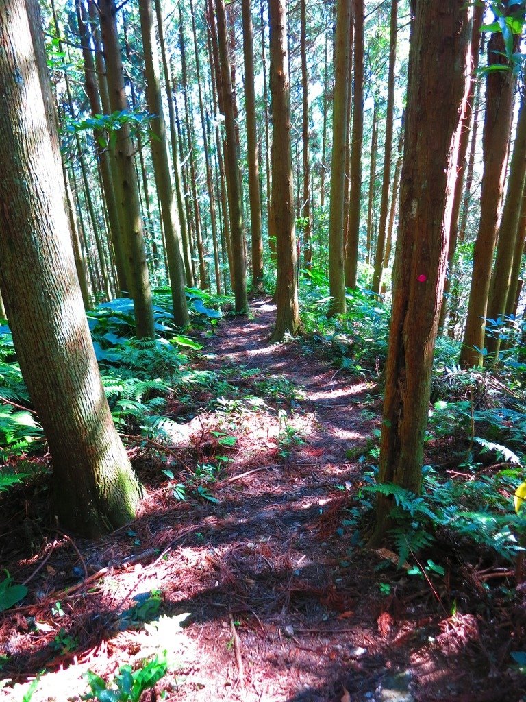 1031004新竹尖石高台山及小中大島田山三山連走~高島P型