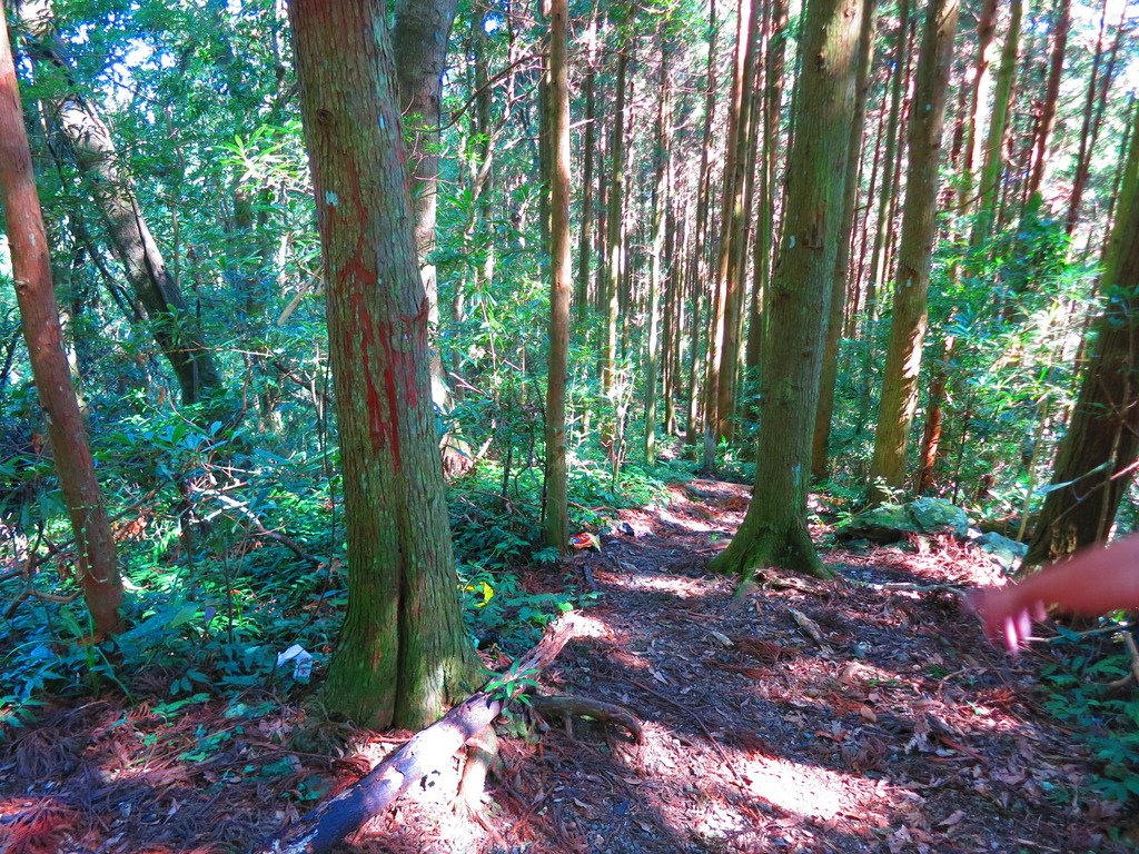 1031004新竹尖石高台山及小中大島田山三山連走~高島P型