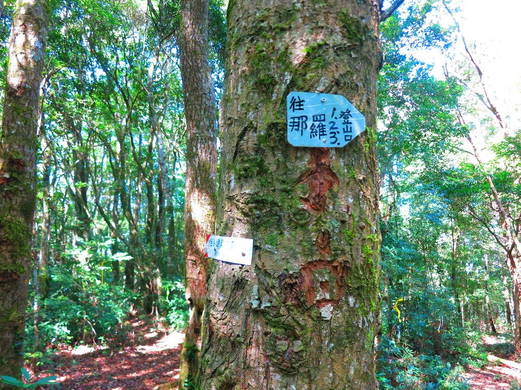 1031004新竹尖石高台山及小中大島田山三山連走~高島P型