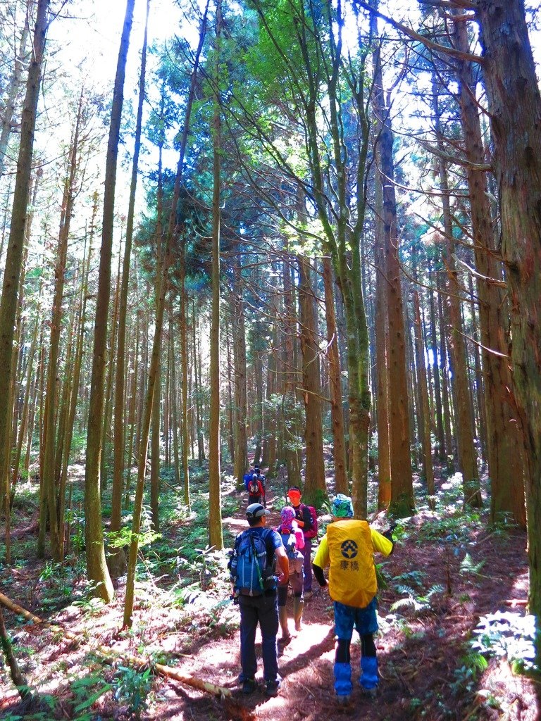 1031004新竹尖石高台山及小中大島田山三山連走~高島P型