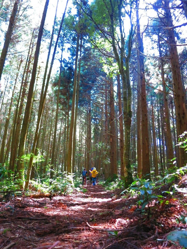 1031004新竹尖石高台山及小中大島田山三山連走~高島P型