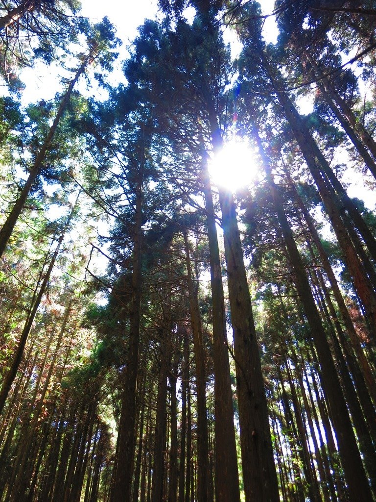 1031004新竹尖石高台山及小中大島田山三山連走~高島P型