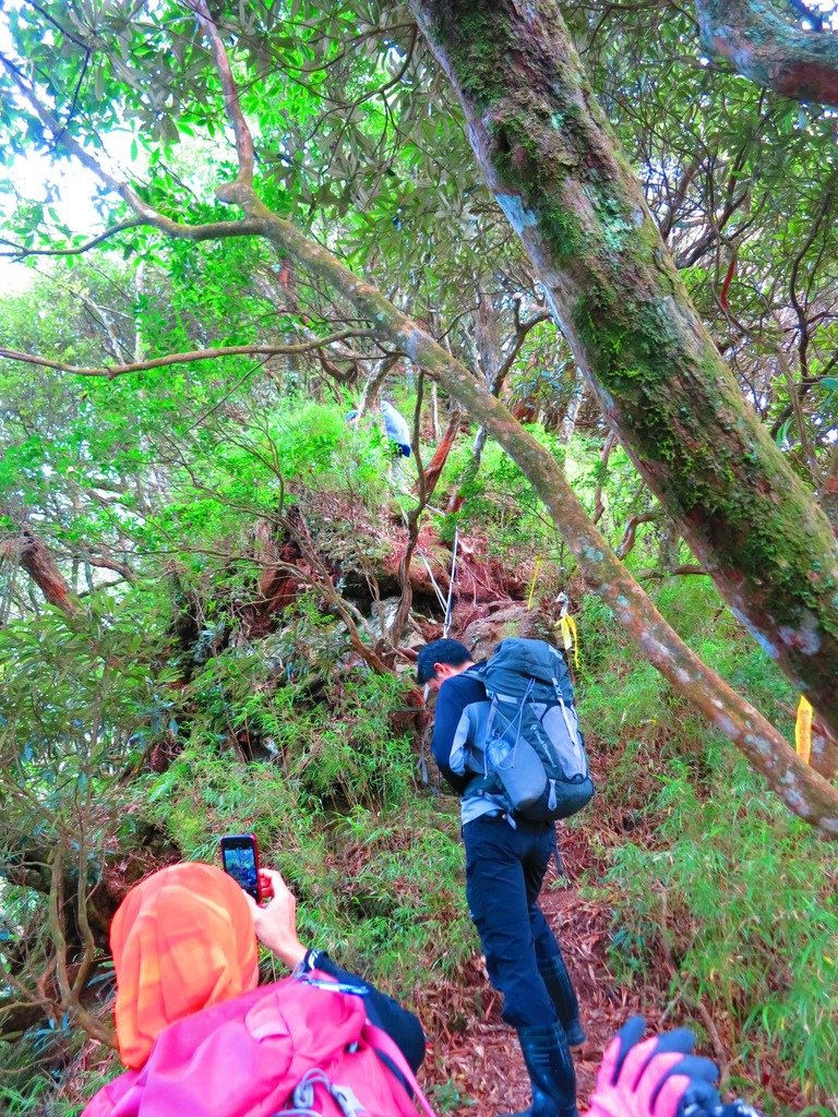 1031004新竹尖石高台山及小中大島田山三山連走~高島P型