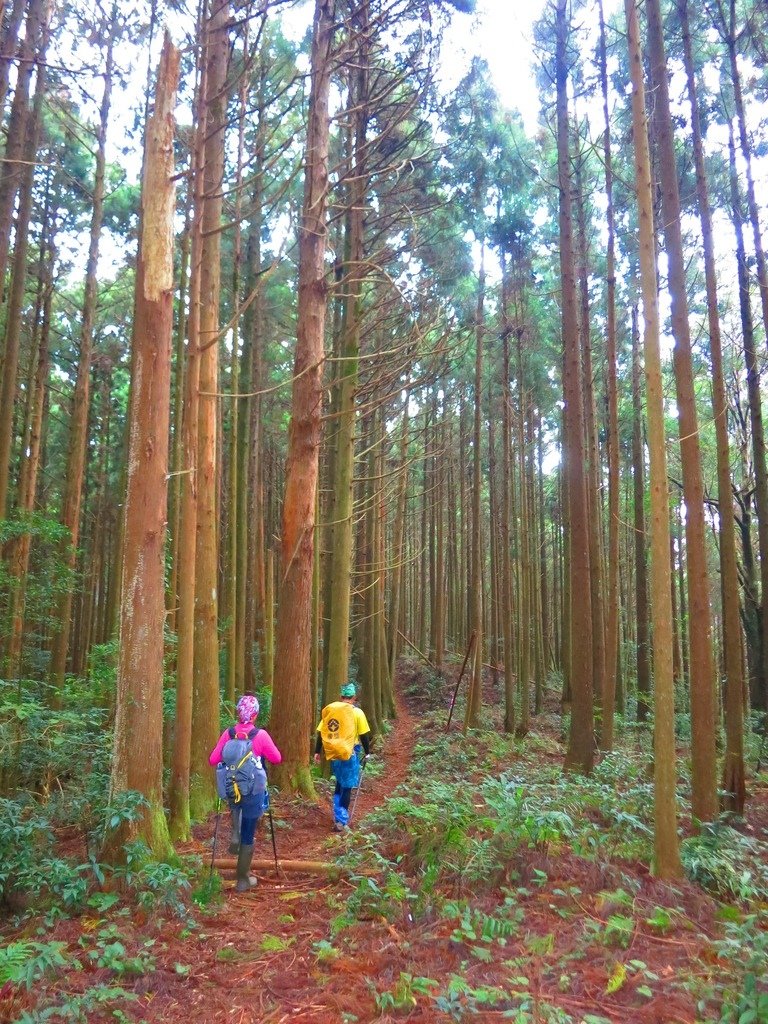 1031004新竹尖石高台山及小中大島田山三山連走~高島P型