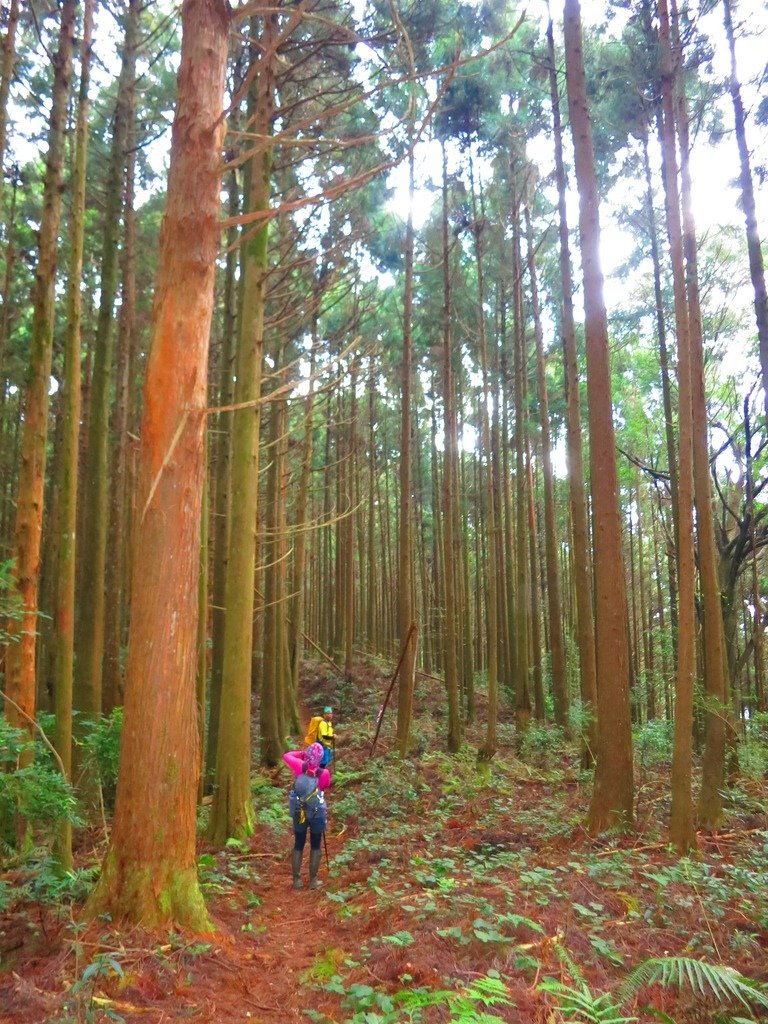 1031004新竹尖石高台山及小中大島田山三山連走~高島P型