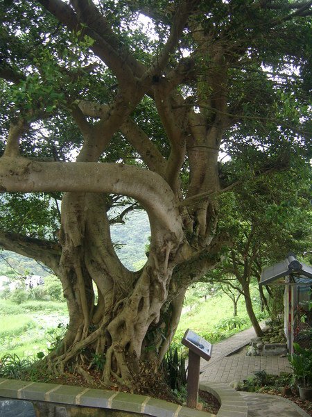 1010511內湖白石湖吊橋、忠勇山及碧山巖記錄~