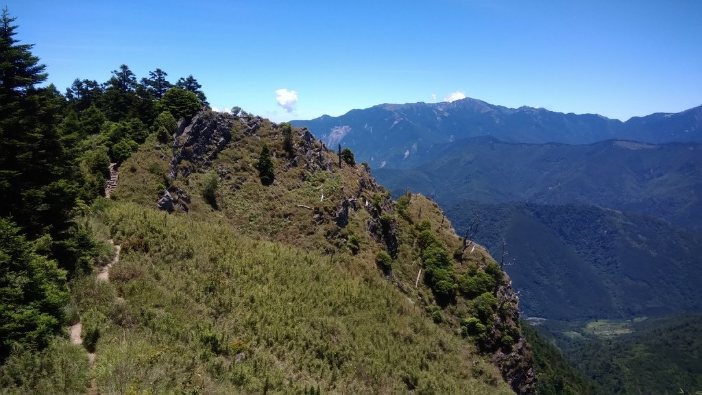 雪山哭坡名樹~