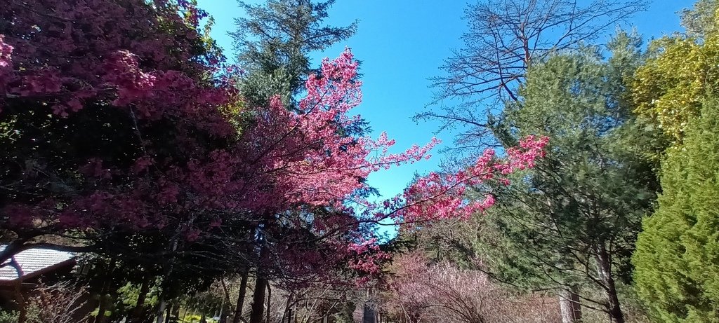 1120201武陵農場一日來回(六)繼續看花~