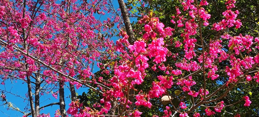 1120201武陵農場一日來回(六)繼續看花~