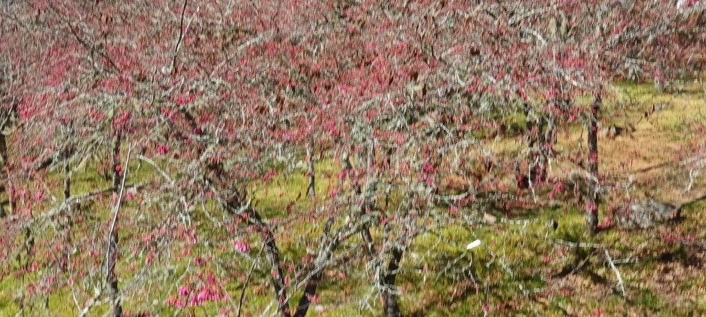 1120201武陵農場一日來回(六)繼續看花~