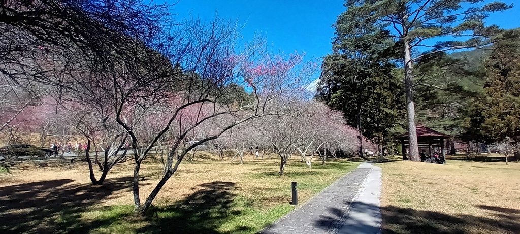 1120201武陵農場一日來回(六)繼續看花~