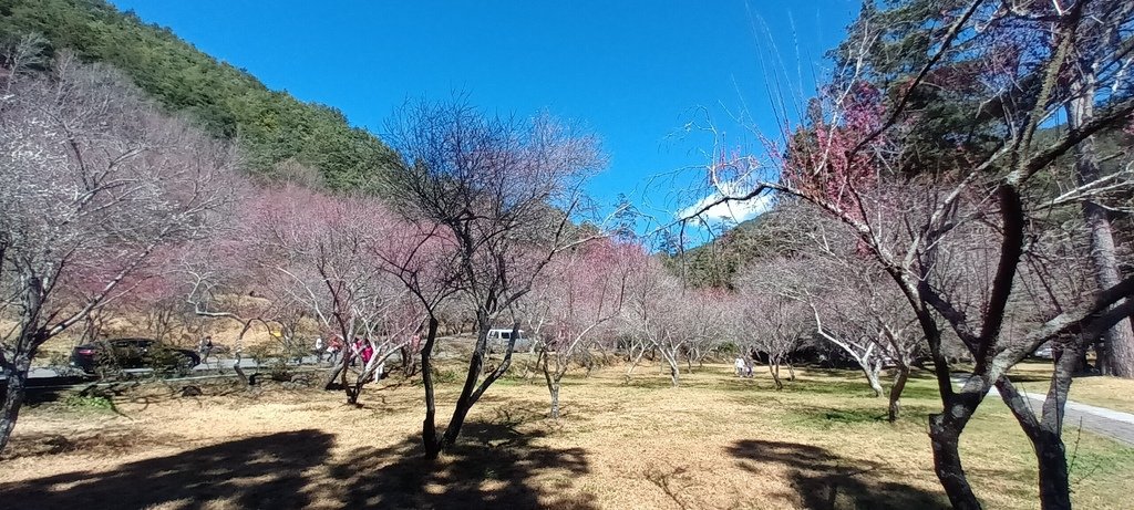 轉貼相關新聞:登山客過武陵立委促免門票