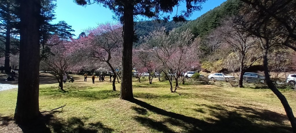 1120201武陵農場一日來回(六)繼續看花~