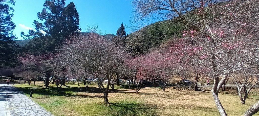 1120201武陵農場一日來回(六)繼續看花~