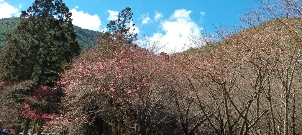 1120201武陵農場一日來回(六)繼續看花~