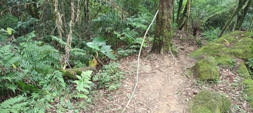 1120526貓空草湳大榕樹~貓空圓山東北峰~貓空圓山~南邦