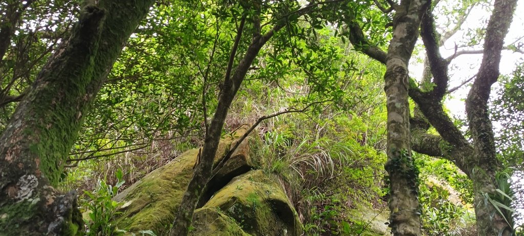 1120526貓空草湳大榕樹~貓空圓山東北峰~貓空圓山~南邦