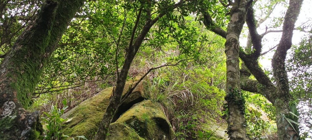 1120526貓空草湳大榕樹~貓空圓山東北峰~貓空圓山~南邦