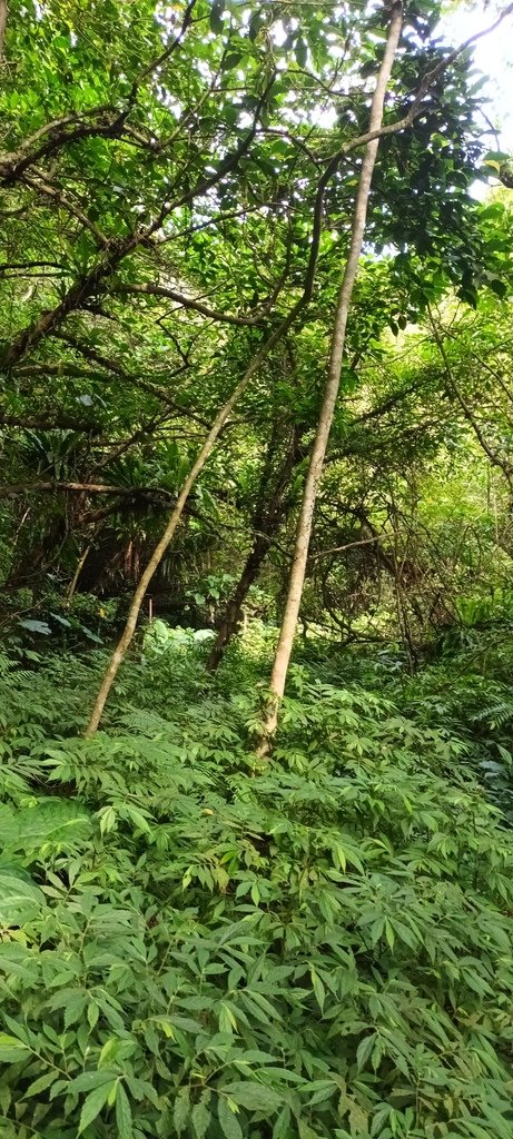 1120526貓空草湳大榕樹~貓空圓山東北峰~貓空圓山~南邦