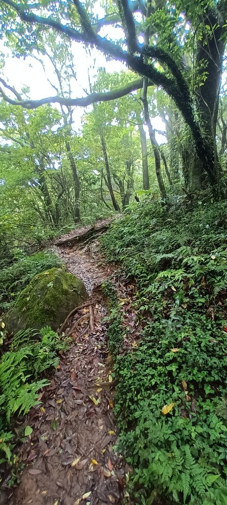 1120427小觀音山群峰Y型來回(上篇)~大屯山鞍部停車場