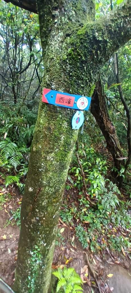 1120427小觀音山群峰Y型來回(下篇)~大屯山鞍部停車場