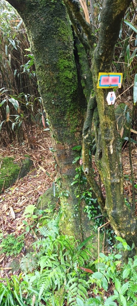 1120427小觀音山群峰Y型來回(下篇)~大屯山鞍部停車場