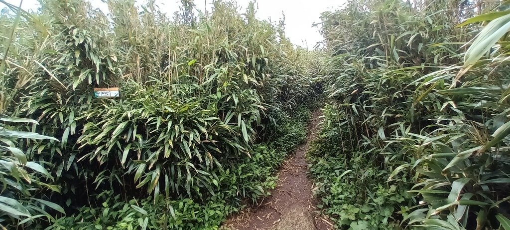 1120427小觀音山群峰Y型來回(下篇)~大屯山鞍部停車場